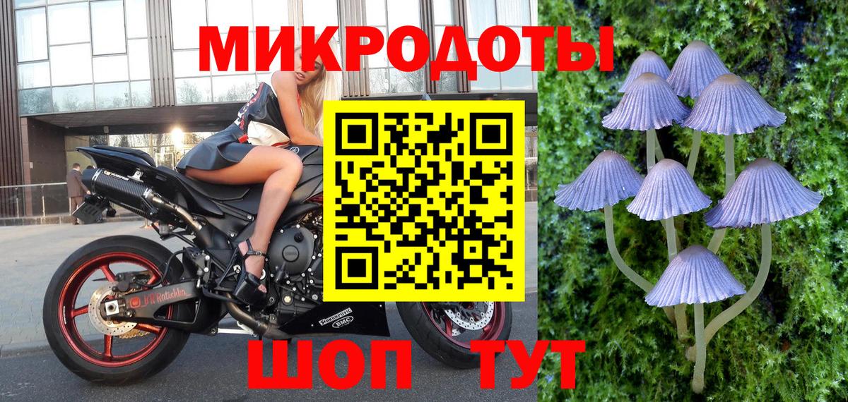 Карачаевск  Псилоцибиновые грибы Psilocybe  Вход с VPN 